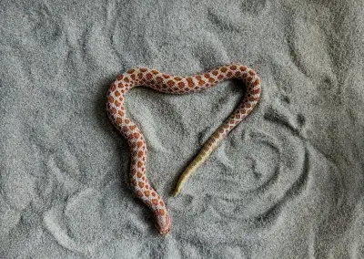 Heterodon nasicus – samec Red Albino