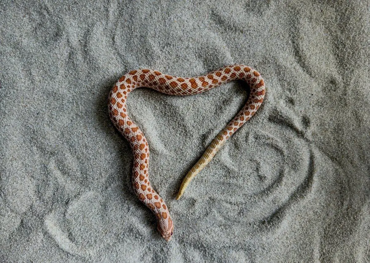 Heterodon nasicus – samec Red Albino