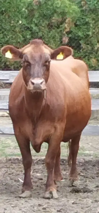 Krávu
