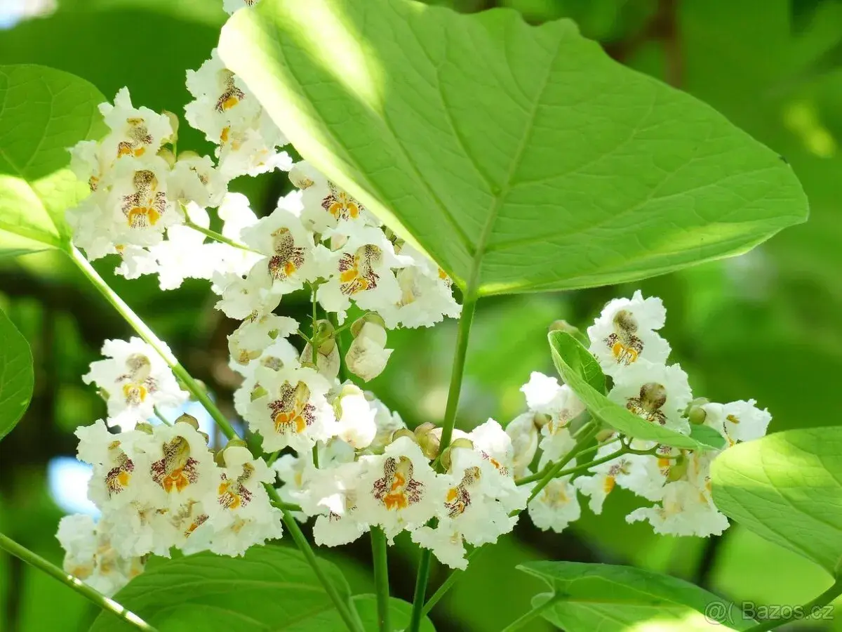 Catalpa bignoides Katalpa