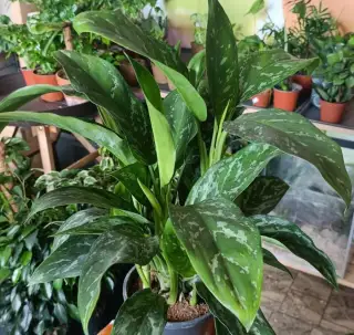 Aglaonema Green Lady