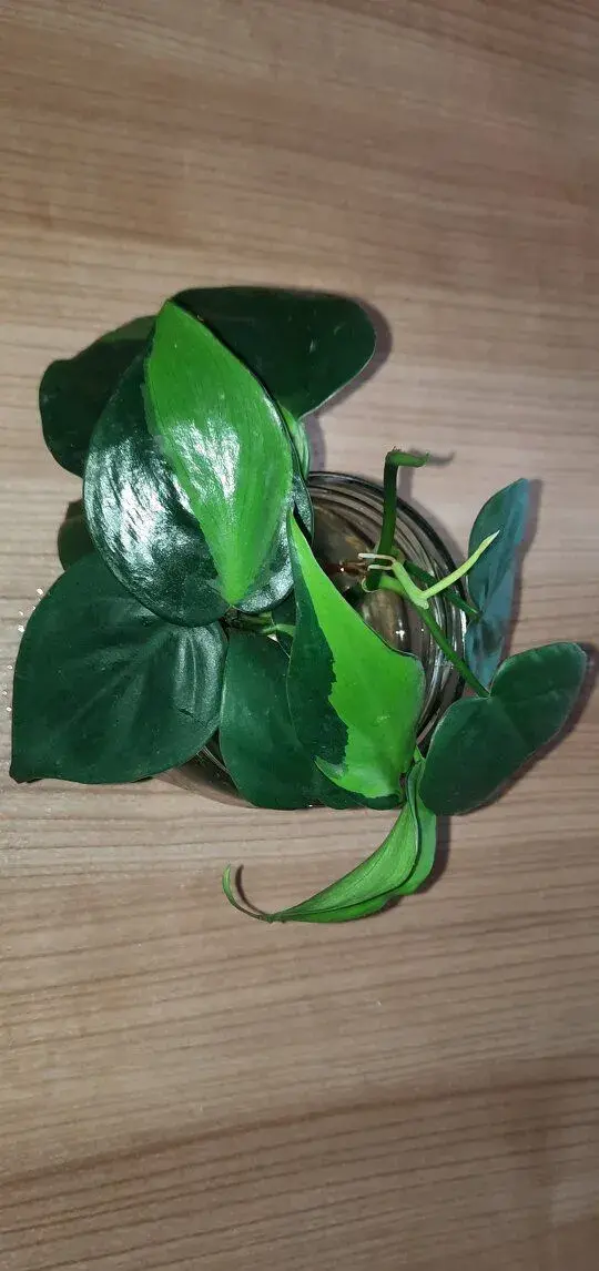Philodendron brazil - řízky