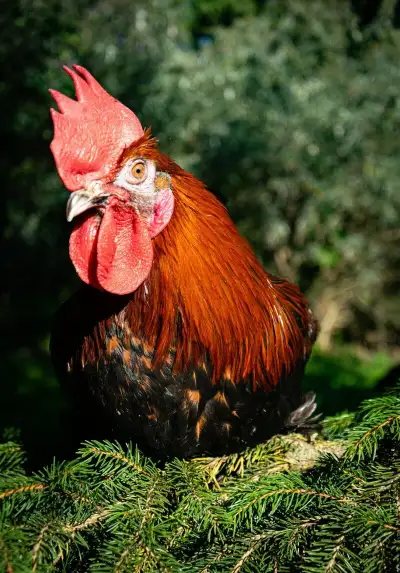 Chrastava a okolí podzimní rozvoz slepiček