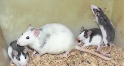 Potkani různé barvy a stáří