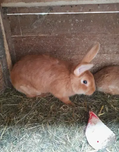 Králíky