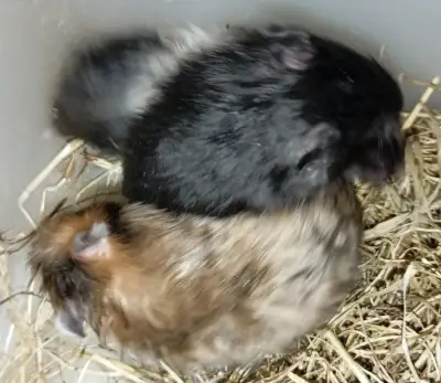 Křeček syrský dlouhosrstý různé barvy