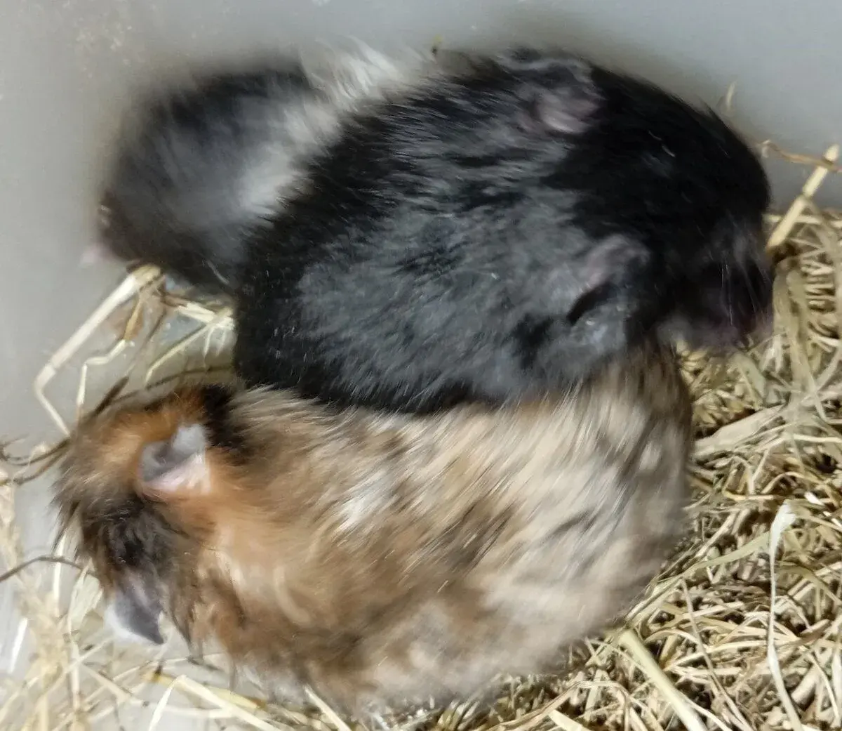 Křeček syrský dlouhosrstý různé barvy