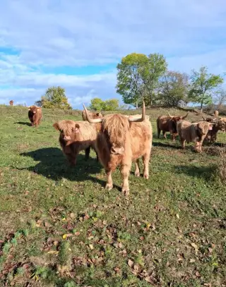 HIGHLAND