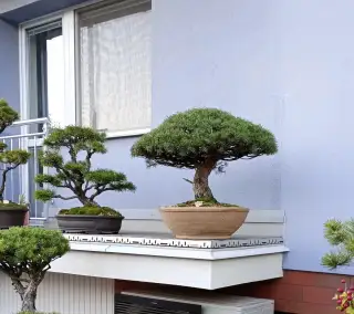 Borovice lesní bonsai