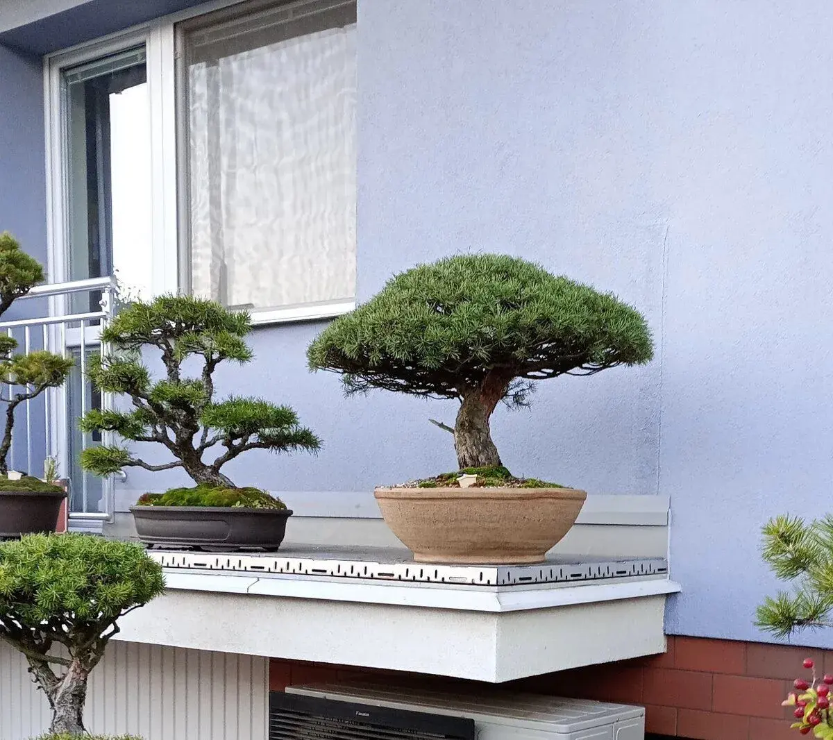 Borovice lesní bonsai