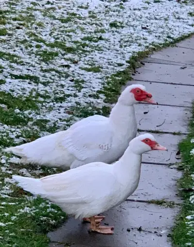 Kachna pižmová - k chovu nebo na pekáč