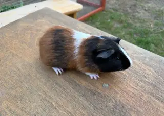 Morče, mláďe morčete