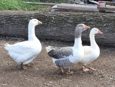 2 husy a housera na další hobby chov