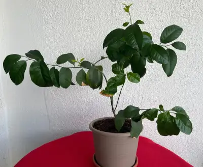 Budhovu ruku