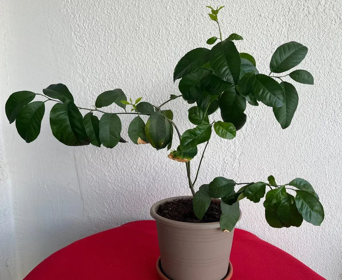 Budhovu ruku