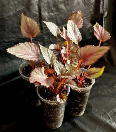 Begonia rex Magic Colours Beleaf Maori Haze