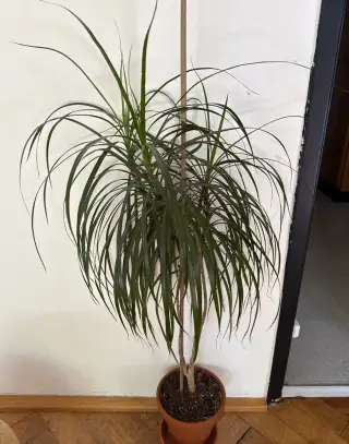 Dracena
