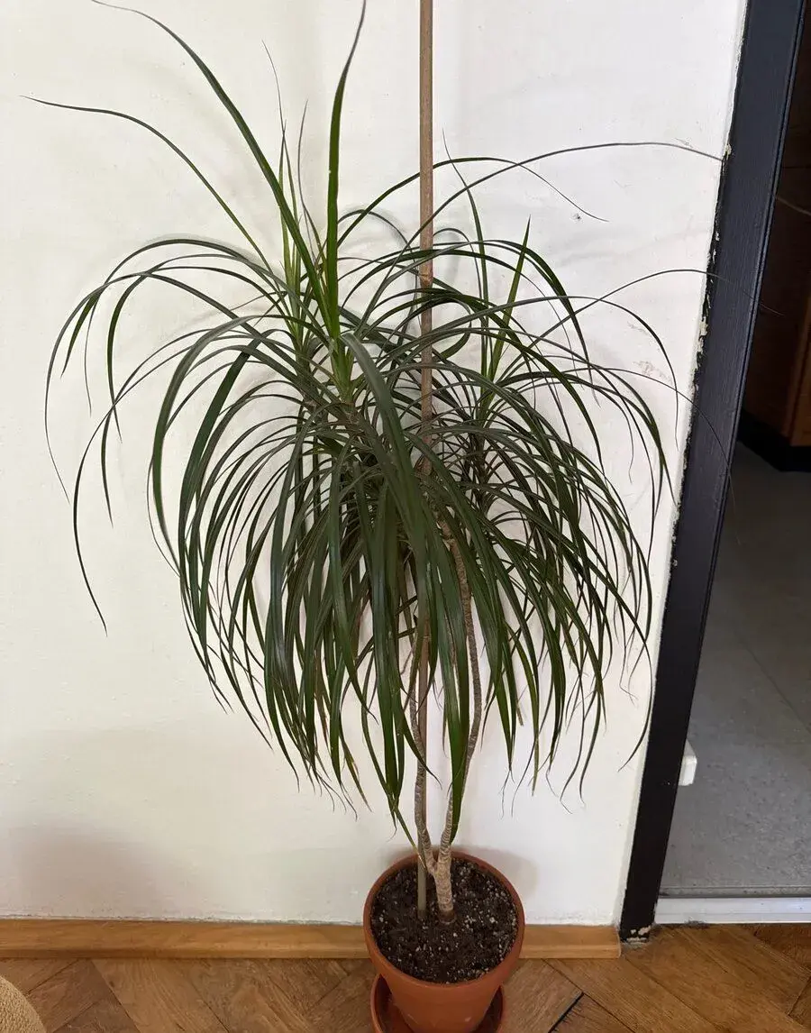 Dracena