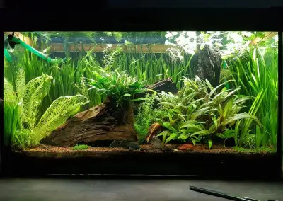 Vybavené, zaběhnuté akvárium cca 120l