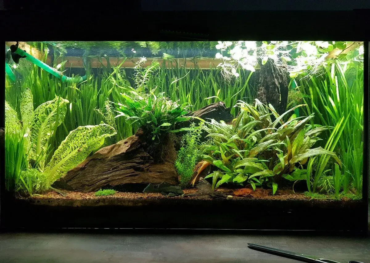 Vybavené, zaběhnuté akvárium cca 120l