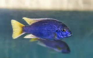 malawi odchovy