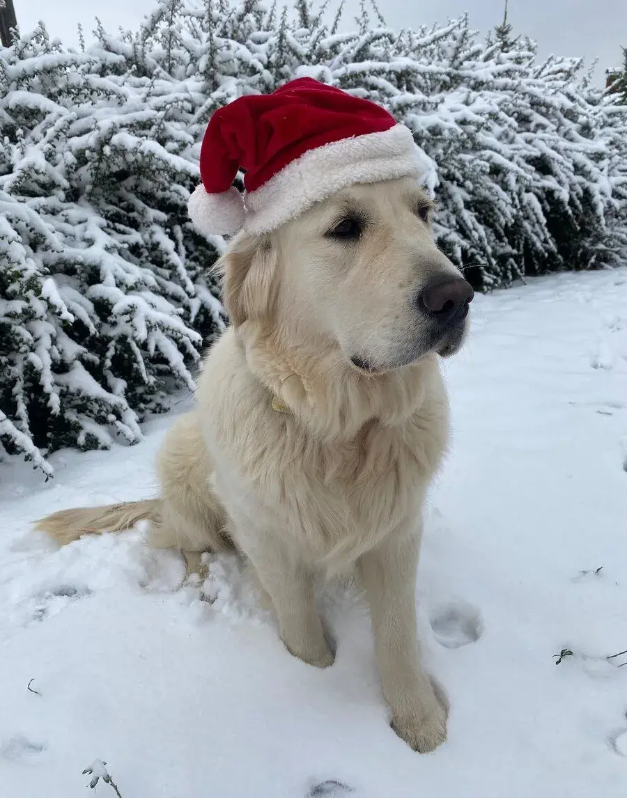 Zlatý retriever