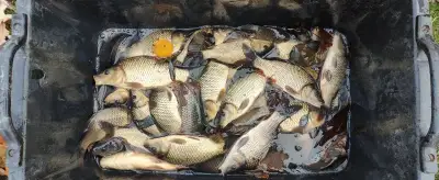 Kapra