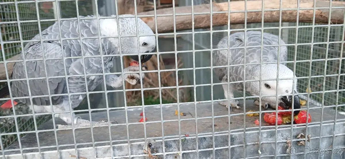 Žako kongo