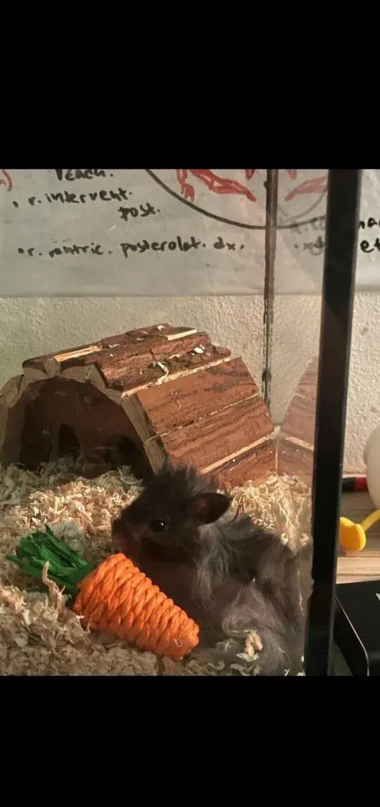 Křeček s vybavením