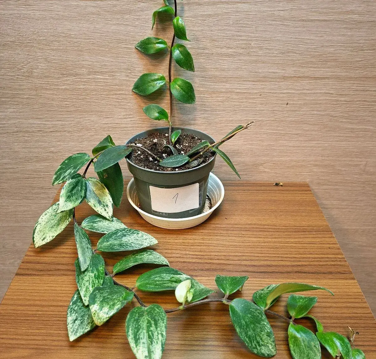 Aeschynanthus Lobbianus Variegata menší