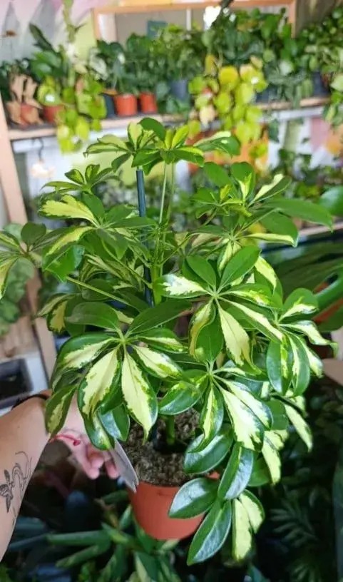 Schefflera Arboricola Moondrop