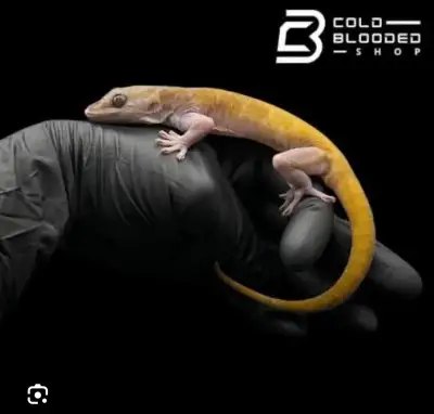 Gekko auratus 1.2