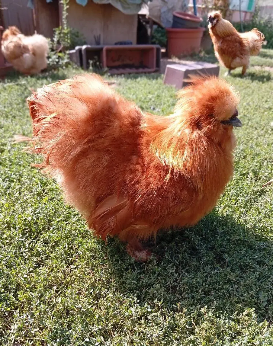 Kohout hedvábnička žlutá velká vousatá