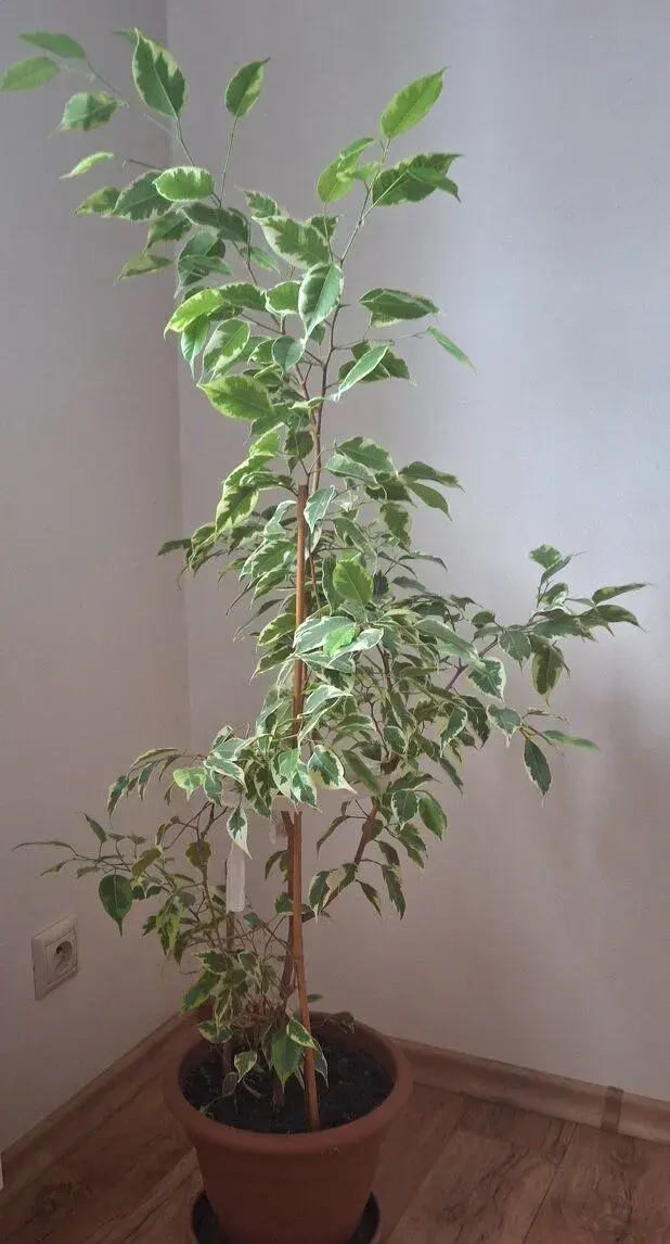 Fíkus
