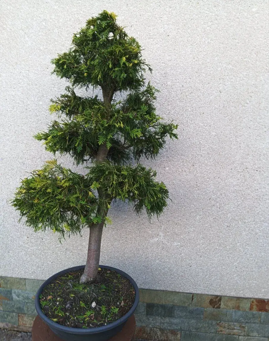 bonsai
