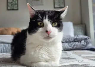 Darinka