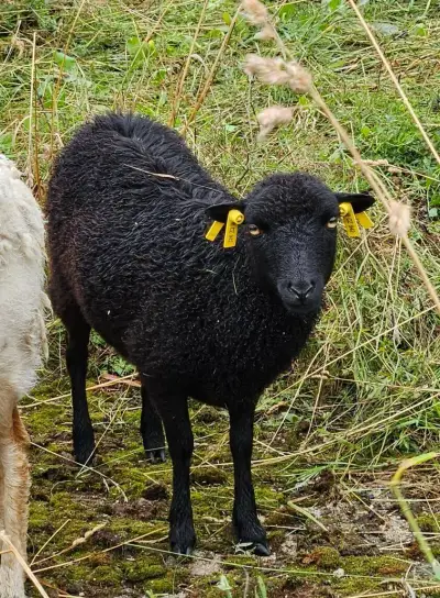Ouessanská ovce s PoP