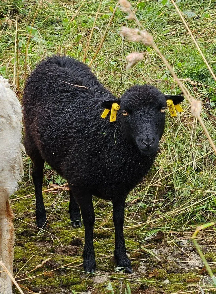Ouessanská ovce s PoP