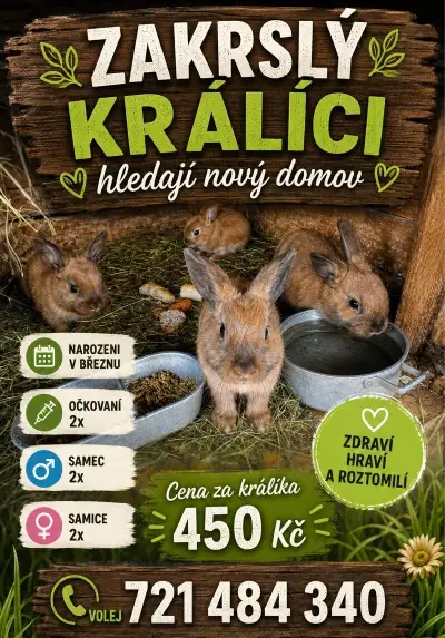 Zakrslý králík