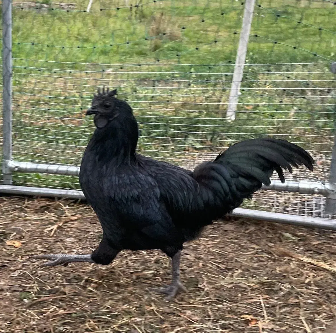 Ayam Cemani