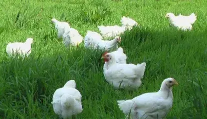 Domácí kuřata a kachny