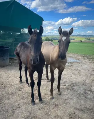 BLACK hřebeček AQH - čistý 6-panel & HOMOZYGOT BLACK