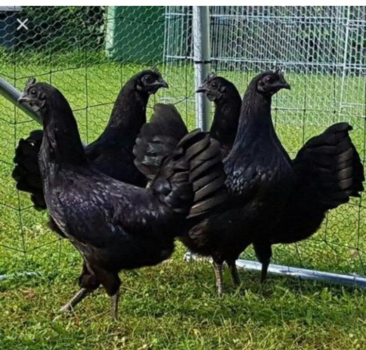 Ayam Cemani chovný kmen 4+1