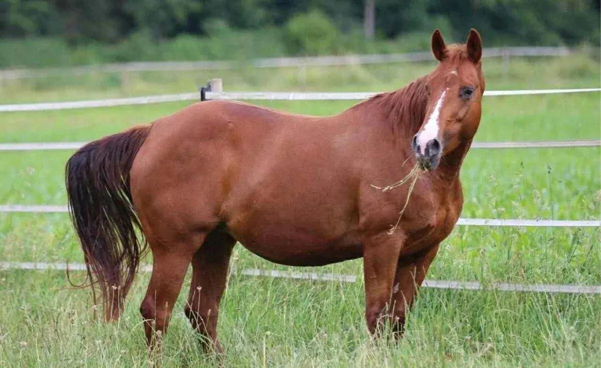 AQH kobyla