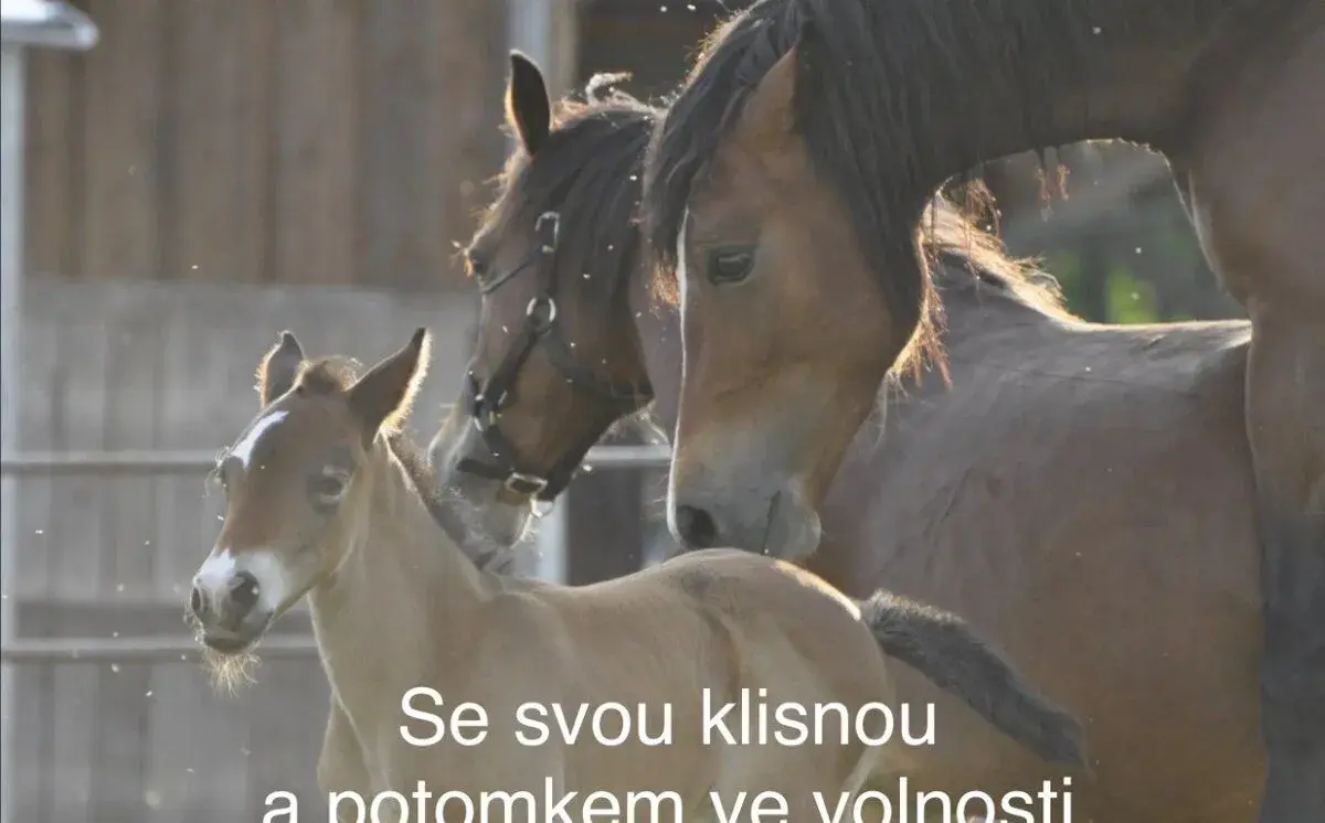 Plemenný hřebec 5 let - Welsh Cob - top původ