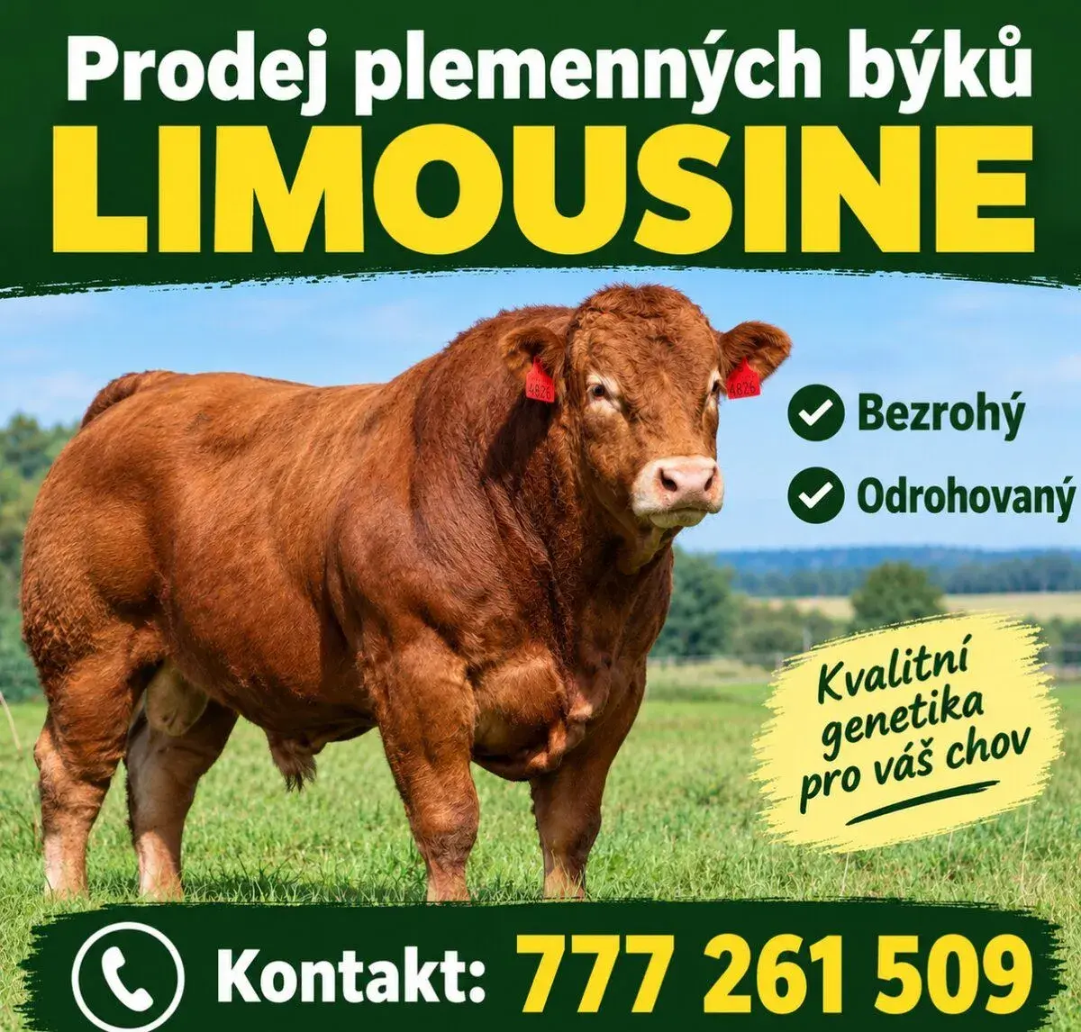 Prodej plemenných býků Limousine