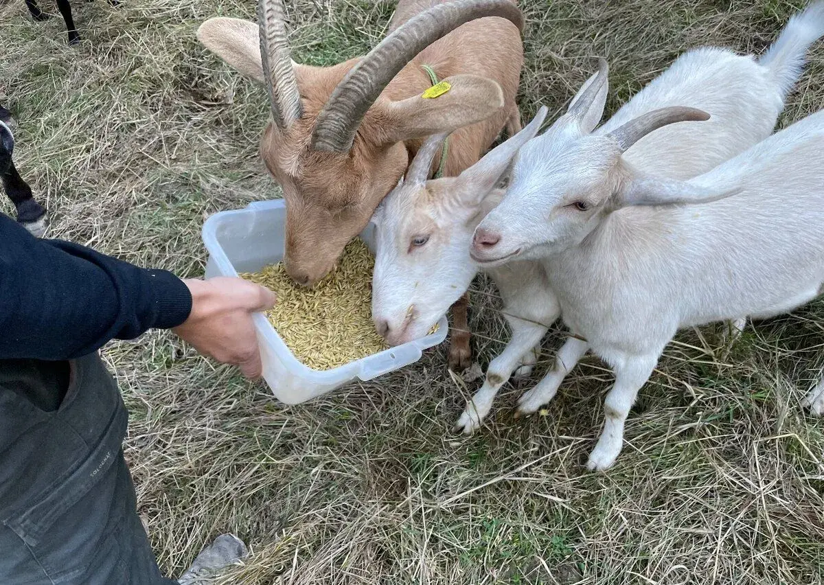 Kozu s kůzlaty