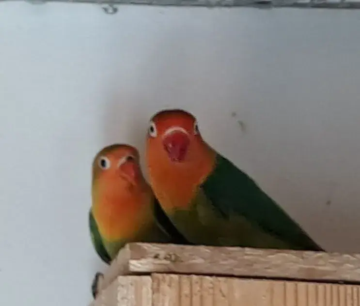 Agapornis