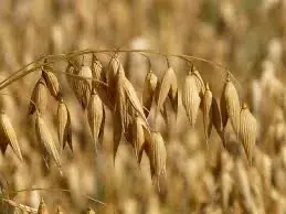 oves bio