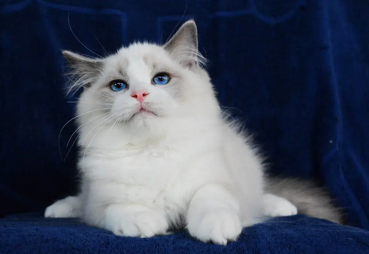 Krásný kocourek Handsome a Harley - ragdoll s Pp